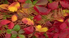 Осенние листья. 
 Осень. 
 Размер 1280 X 720