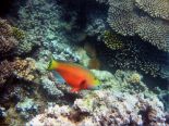 Рыбка и кораллы. 
 подводный мир. 
 Параметры оригинала картинки 1024 X 768 
 303871 byte