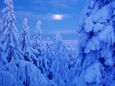 Снежный лес в канун Рождества. 
 праздник. 
 Параметры оригинала картинки 1024 X 768 
 129305 byte
