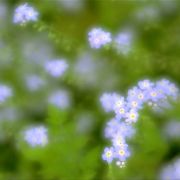 Мечта.
Цветы для мобильного.
Размер 500 X 500 Мечта.
Цветы для мобильного.
Размер 500 X 500