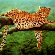 Леопард отдыхает.
Животные для мобильного.
Размер 500 X 500 Леопард отдыхает.
Животные для мобильного.
Размер 500 X 500