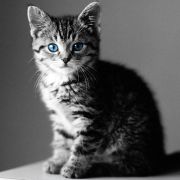 Котёнок с голубыми глазами.
Животные для мобильного.
Размер 500 X 500 Котёнок с голубыми глазами.
Животные для мобильного.
Размер 500 X 500