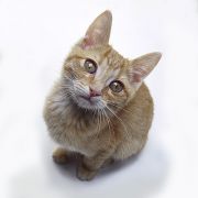 Рыжий кот.
Животные для мобильного.
Размер 500 X 500 Рыжий кот.
Животные для мобильного.
Размер 500 X 500