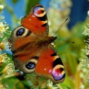  . 
   . 
  500 X 500