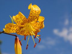 Желтая орхидея. 
 цветы. 
 Размер 1024 X 768