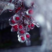 Замороженные ягоды.
Природа на мобильный.
Размер 500 X 500 Замороженные ягоды.
Природа на мобильный.
Размер 500 X 500