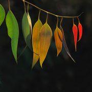 Тёплая осень.
Природа на мобильный.
Размер 500 X 500 Тёплая осень.
Природа на мобильный.
Размер 500 X 500