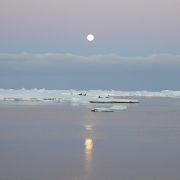 Зимний берег.
Природа на мобильный.
Размер 500 X 500 Зимний берег.
Природа на мобильный.
Размер 500 X 500