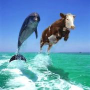 Дельфин и корова. Гонки. 
 Животные для мобильного. 
 Размер 500 X 500