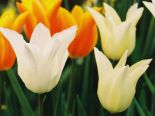 Белые и желтые тюльпаны. 
 цветы. 
 Параметры оригинала картинки 1024 X 768 
 283925 byte