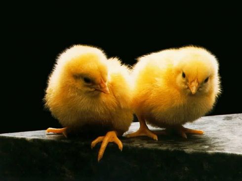 Два жёлтых пушистых цыплёнка. 
 птицы. 
 Параметры оригинала картинки 1024 X 768 
 48332 byte