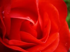 Red rose. 
 . 
  1024 X 768