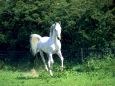 Белая лошадь. Голоп. 
 лошади. 
 Параметры оригинала картинки 1024 X 768 
 269429 byte