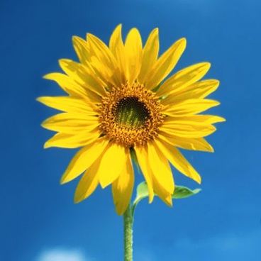 Солнечный цветок. 
 Цветы для мобильного. 
 Параметры оригинала картинки 500 X 500 
 73327 byte