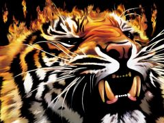 Огненный тигр. 
 Тигры. 
 Размер 1024 X 768