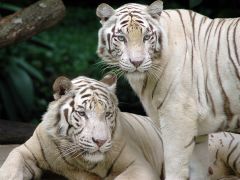 Пара влюблённых тигров. 
 Тигры. 
 Размер 1024 X 768