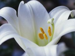 Белая лилия. 
 цветы. 
 Размер 1024 X 768