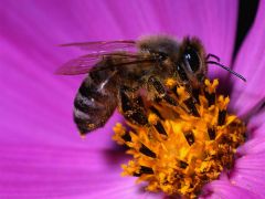 Пчела на цветке. 
 цветы. 
 Размер 1024 X 768