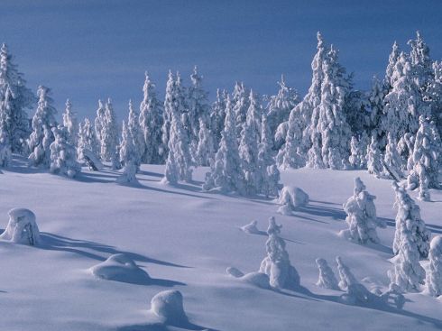 Лес под снегом. 
 Зима. 
 Параметры оригинала картинки 1024 X 768 
 166463 byte