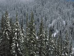 Зимний сосновый лес. 
 Зима. 
 Размер 1024 X 768