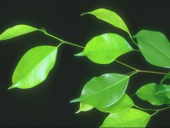 ������ ������. 
 �����. 
 ������ 1024 X 768