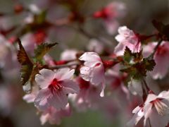 Абрикоса цветёт. 
 Весна. 
 Размер 1024 X 768