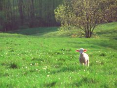 ����� �����. 
 �����. 
 ������ 1024 X 768