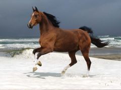Лошадь на зимнем побережье. 
 лошади. 
 Размер 1024 X 768