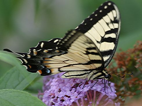 Бабочка и цветы. 
 бабочки. 
 Параметры оригинала картинки 1024 X 768 
 267345 byte