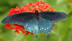Pipevine butterfly. 
 . 
  1280 X 720