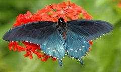 Pipevine butterfly. 
 . 
  1280 X 768