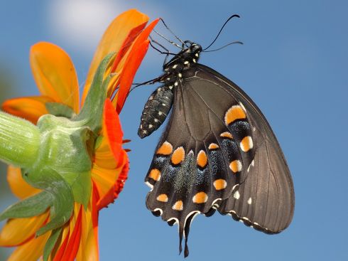 Spicebush butterfly. 
 бабочки. 
 Параметры оригинала картинки 1024 X 768 
 270089 byte