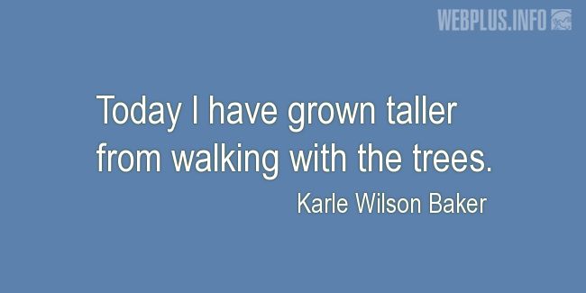 Quotes and pictures for Arbor Day. «Walking with the trees» quotation with photo.