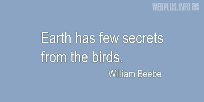 Quotes and pictures for Bird Day. «Few secrets from the birds» quotation with photo.