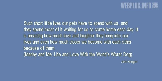 Quotes and pictures for Homeless animals, Adopting animals. «It is amazing» quotation with photo.