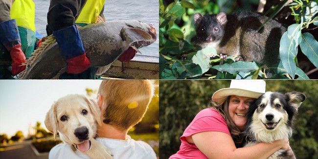 Pet and Animal Holidays celebrated around the World for 2024-2025 year in November