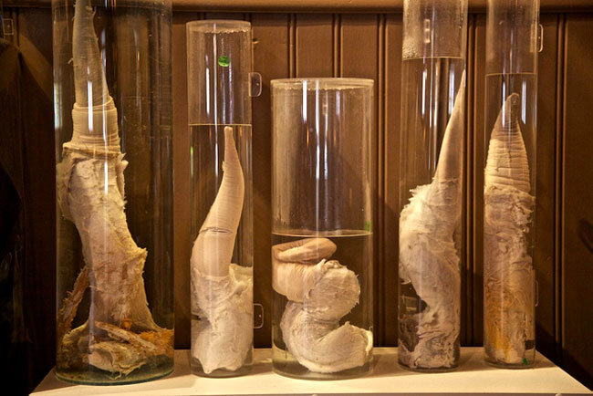 Iceland Phallological Museum in Reykjavik