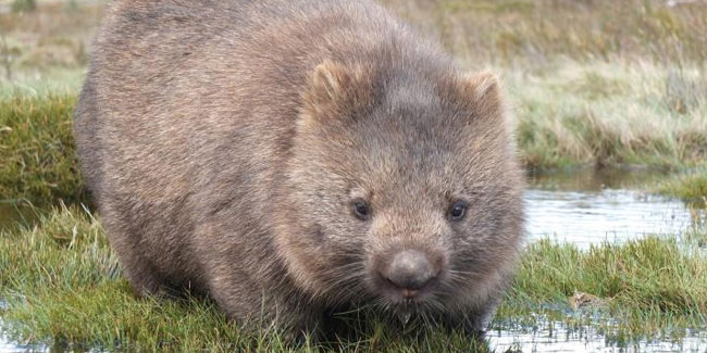 22 October - Wombat Day