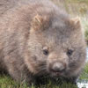 Wombat Day