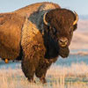 National Bison Day in United States