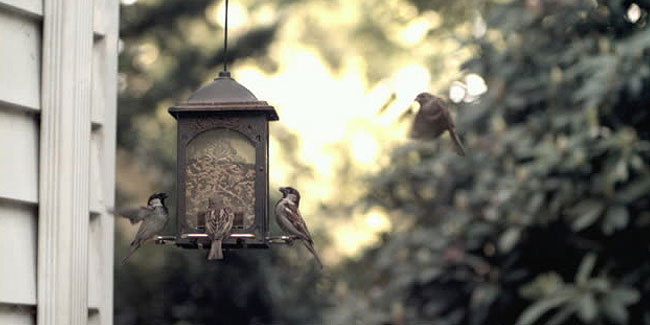 1 February - The start of National Bird-Feeding Month