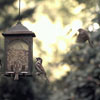 The start of National Bird-Feeding Month