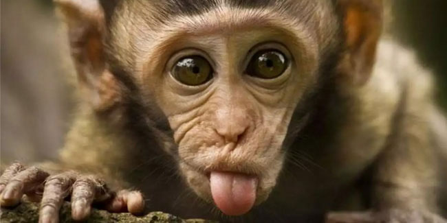 14 December - International Monkey Day