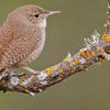 Wren Day in Ireland and the Isle of Man