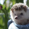 Hedgehog Day