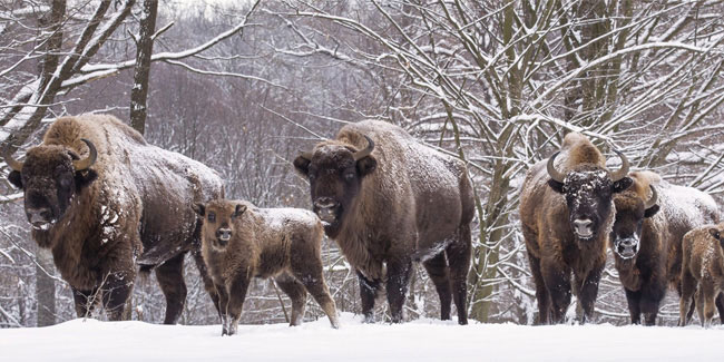 11 February - Day of help to forest animals in Poland