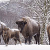 Day of help to forest animals in Poland