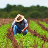 Agricultural Engineer Day in Mexico