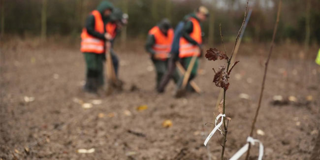 21 March - Tree Planting Day in Belgium, Italy, Lesotho, Portugal