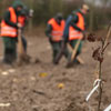 Tree Planting Day in Belgium, Italy, Lesotho, Portugal
